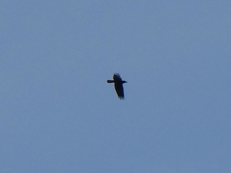 American Crow - ML643726910