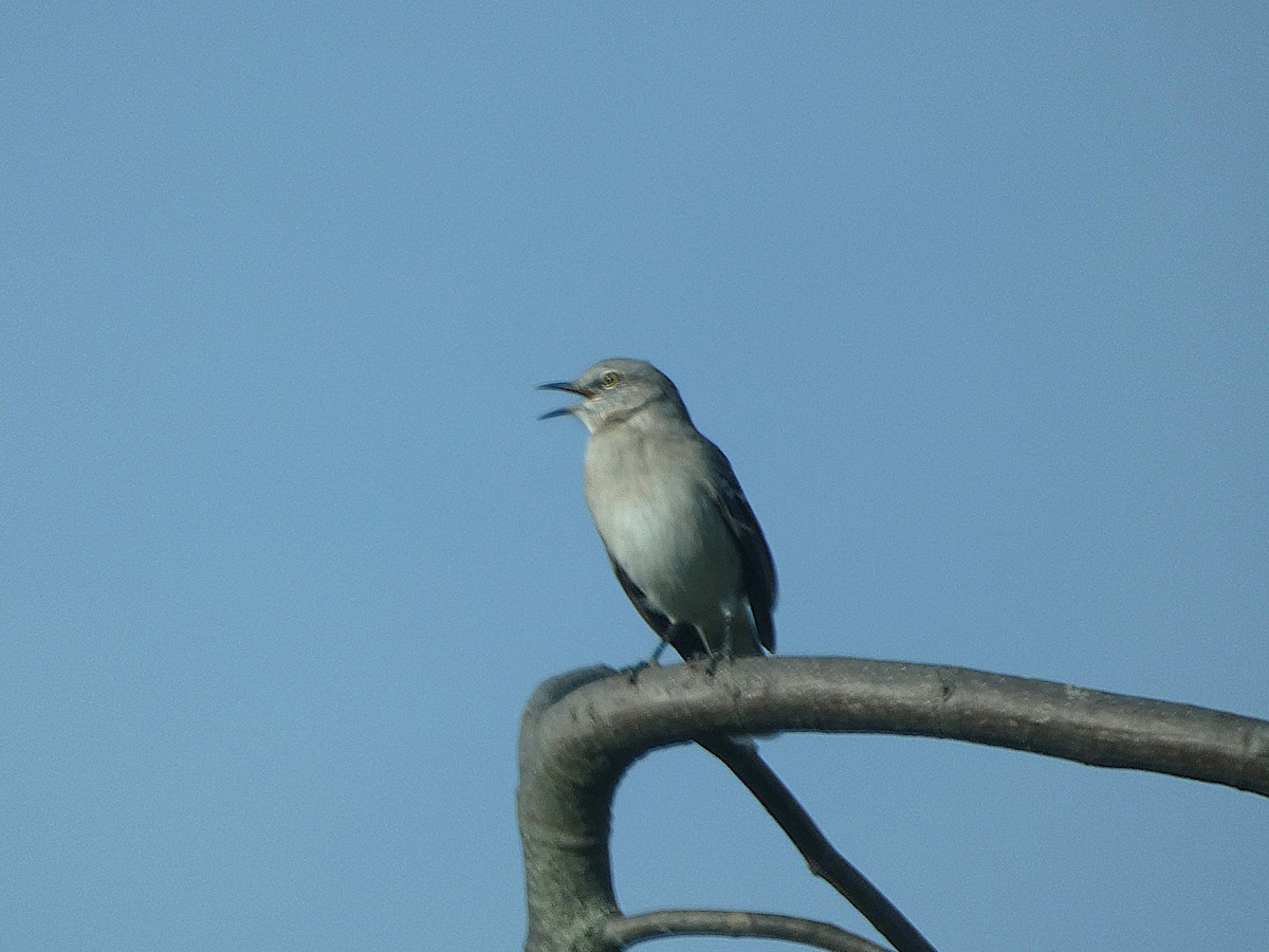 Northern Mockingbird - ML643726912