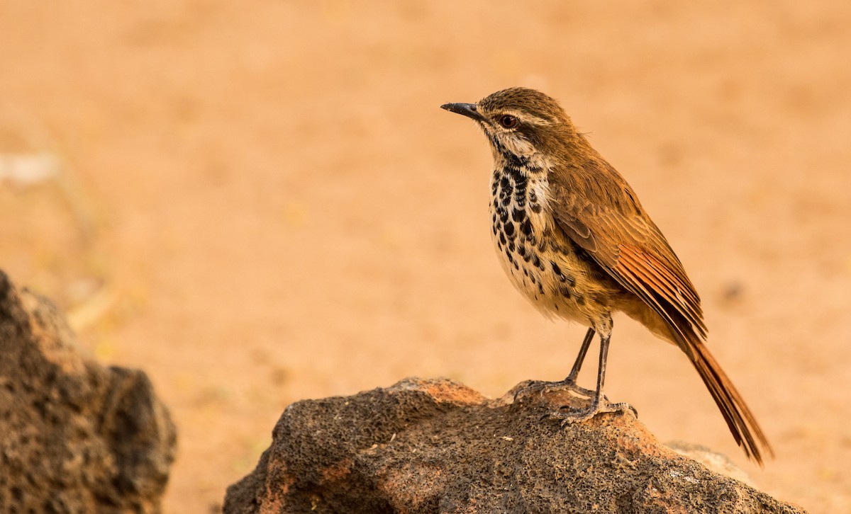 Spotted Morning-Thrush - ML643726918