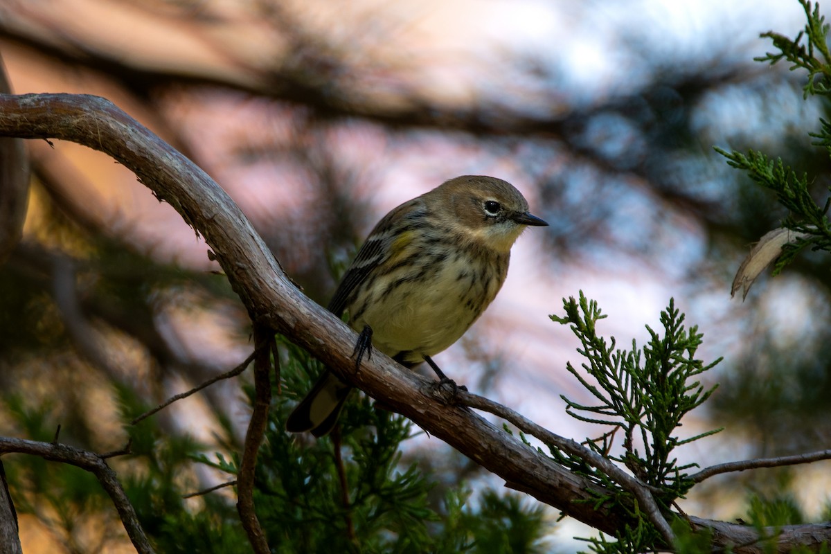 Yellow-rumped Warbler - ML643726962
