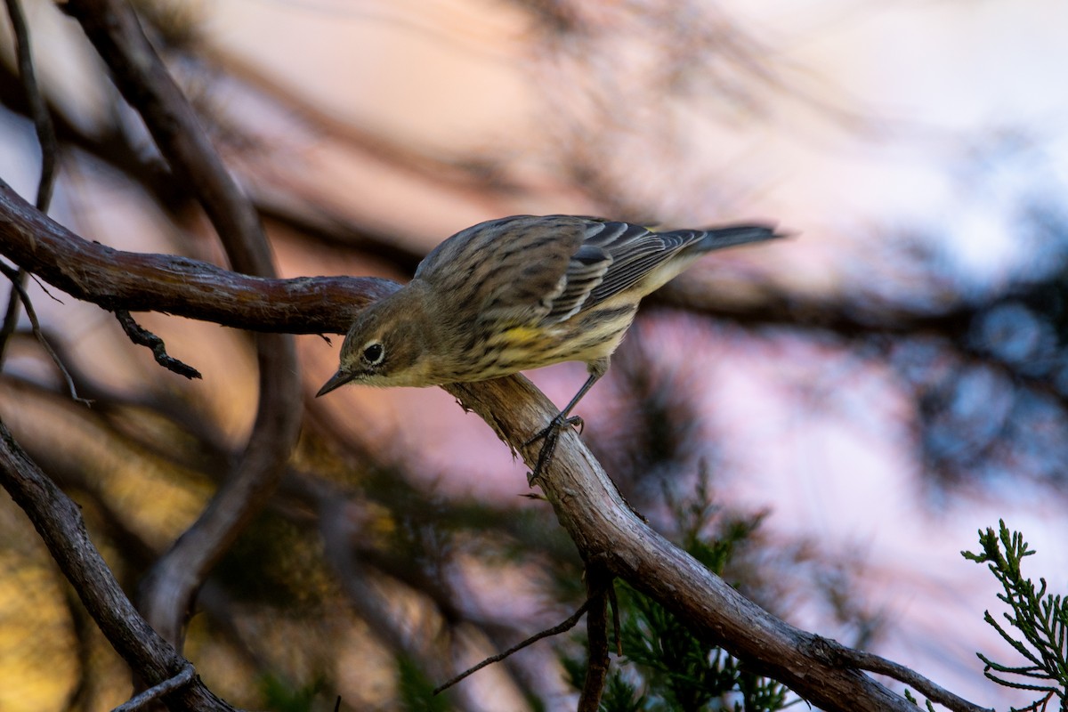 Yellow-rumped Warbler - ML643726963