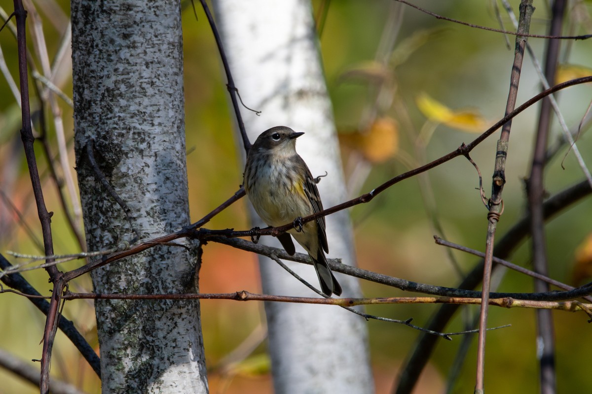 Yellow-rumped Warbler - ML643726964