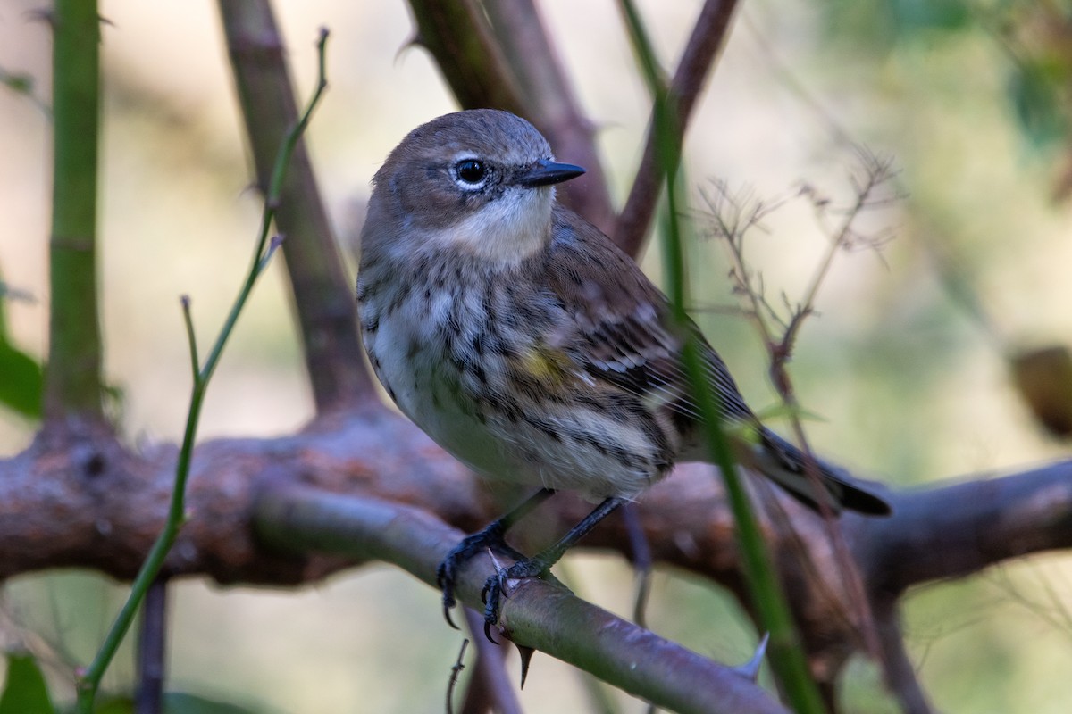 Yellow-rumped Warbler - ML643726966