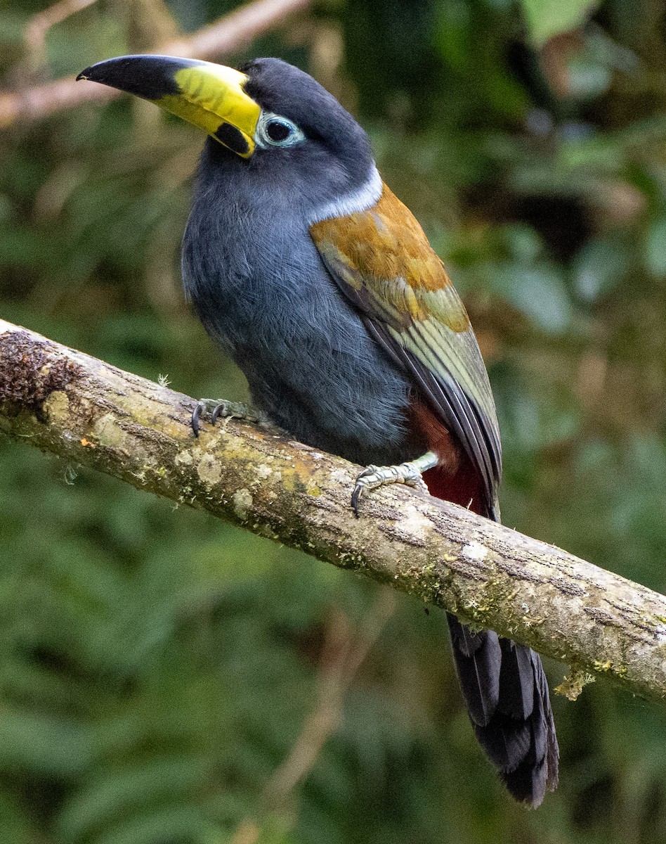 Hooded Mountain-Toucan - ML643726969