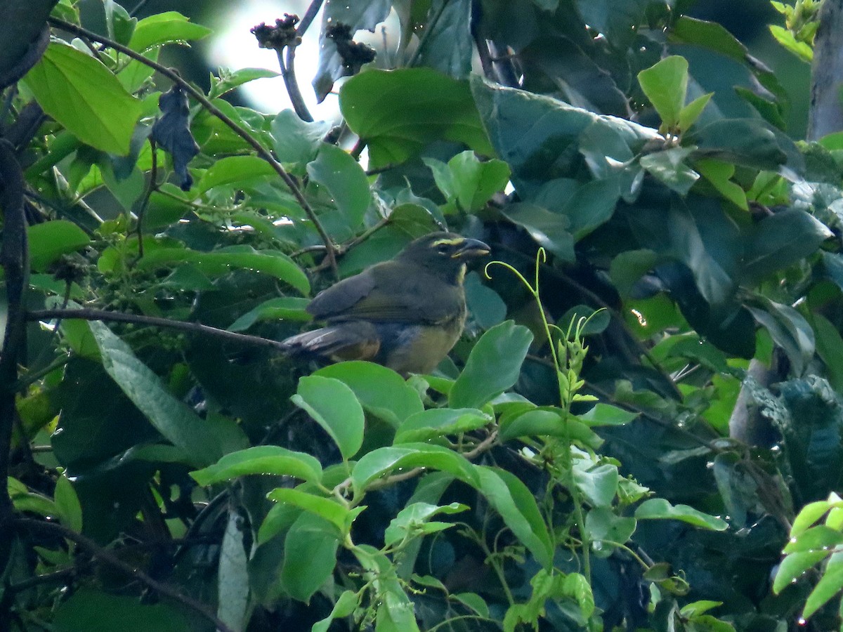 Cinnamon-bellied Saltator - ML643726972