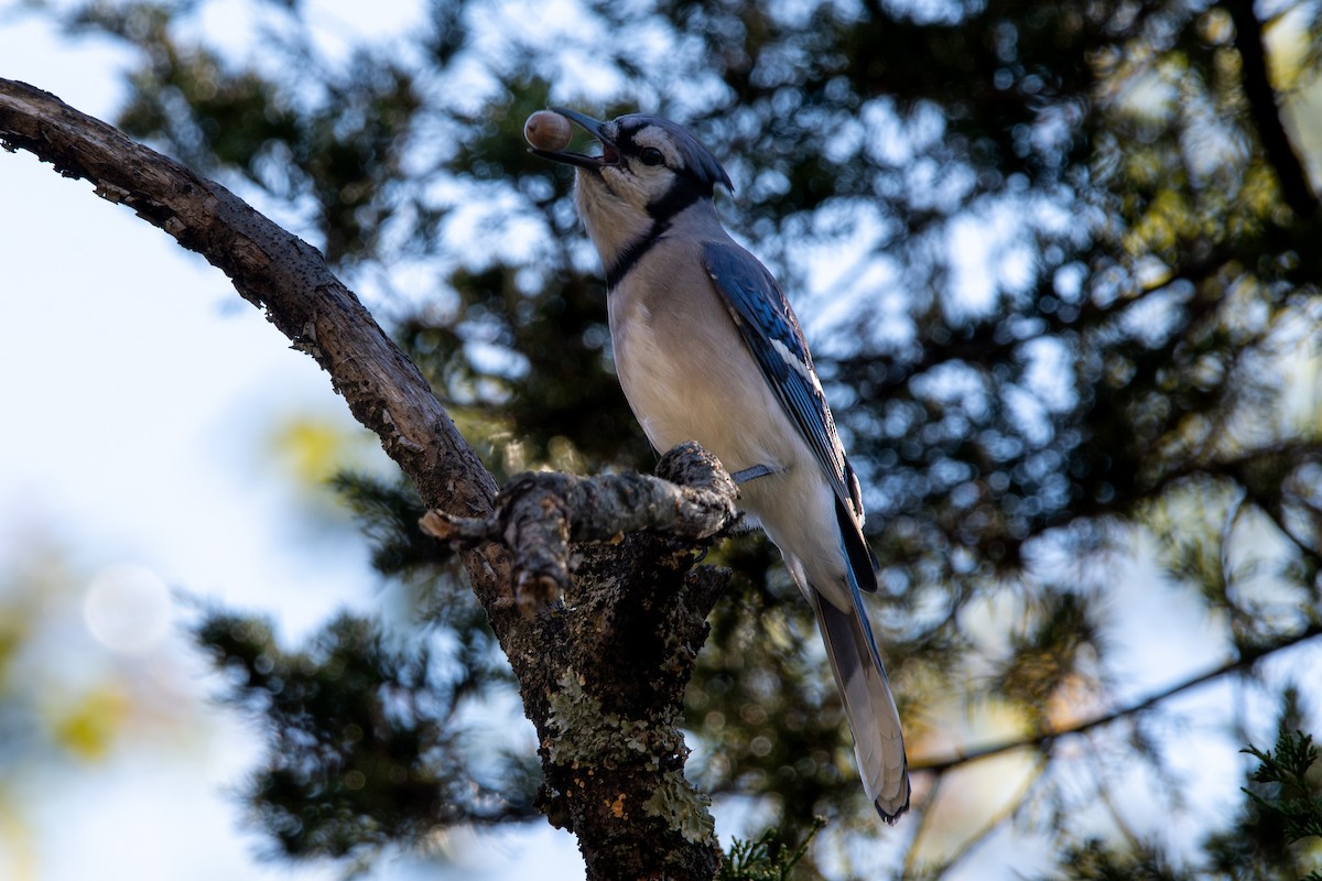 Blue Jay - ML643726982