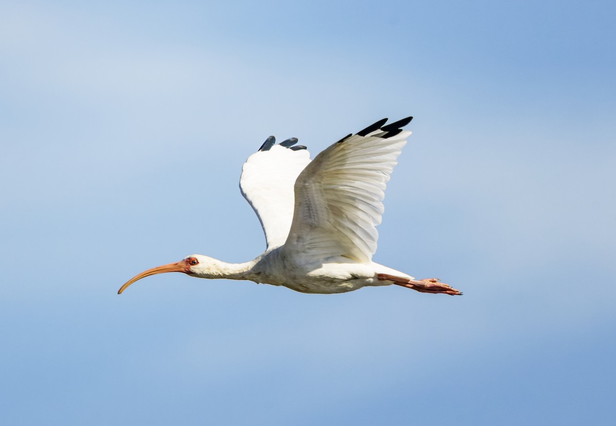 White Ibis - ML643726987