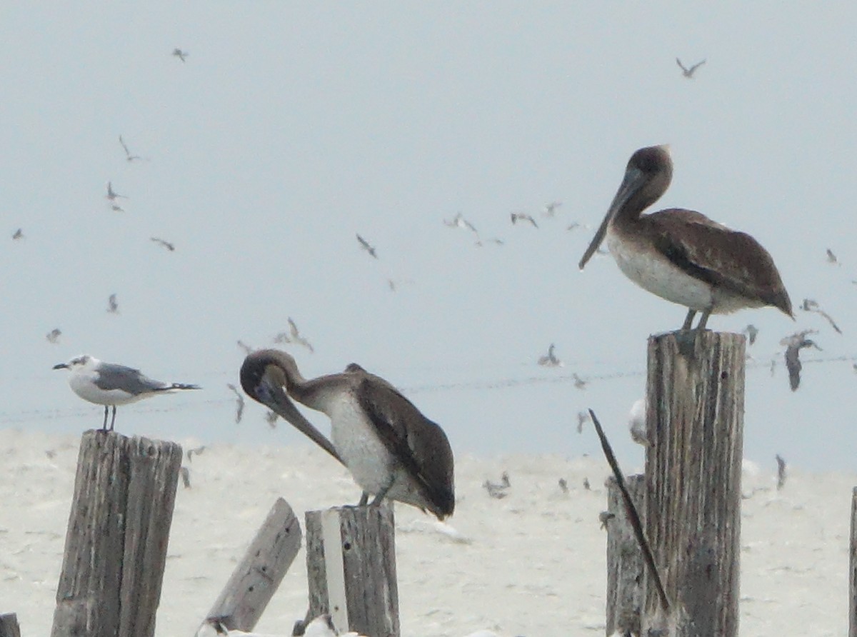 Brown Pelican - ML643726993