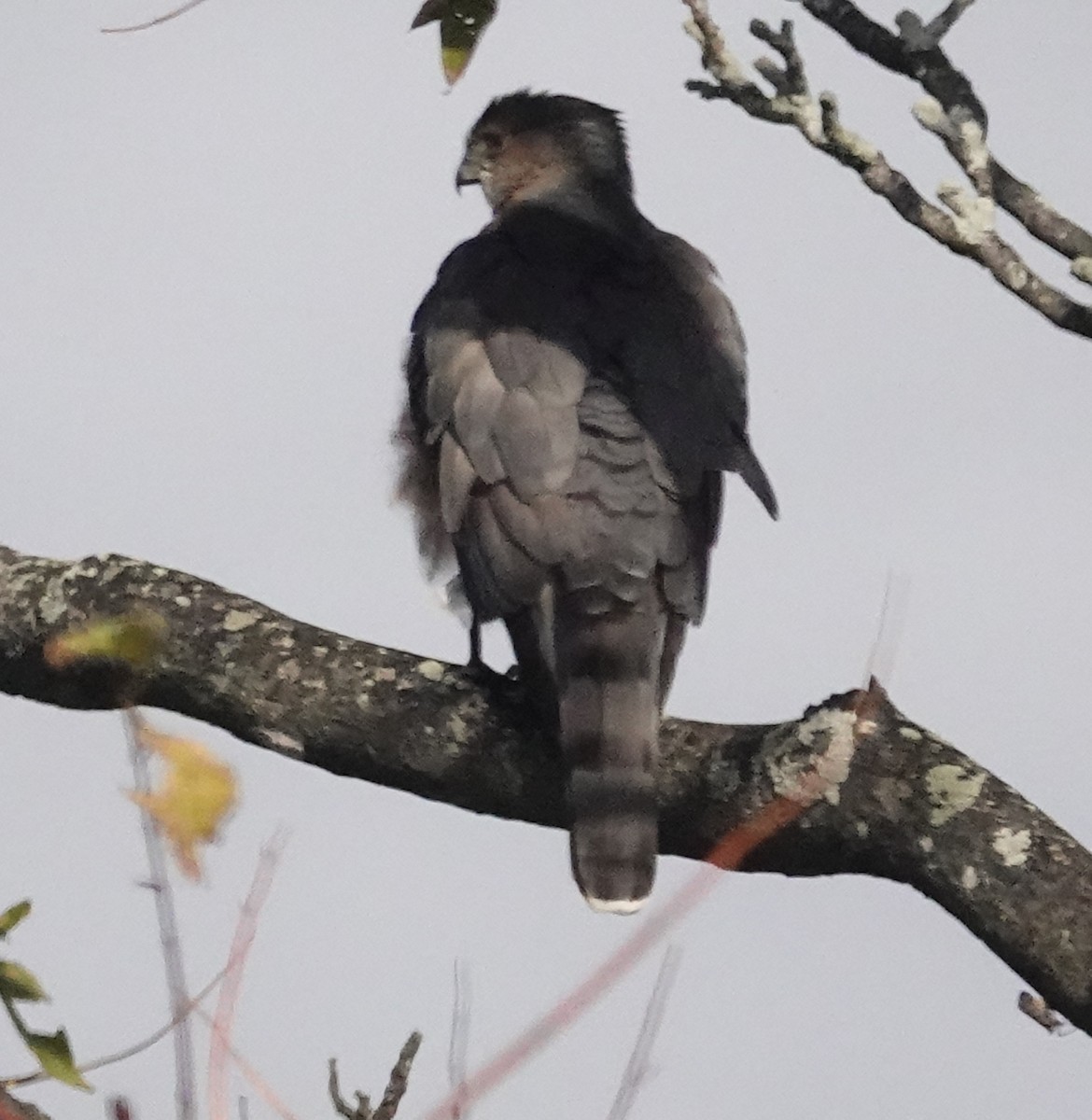 Cooper's Hawk - ML643726995