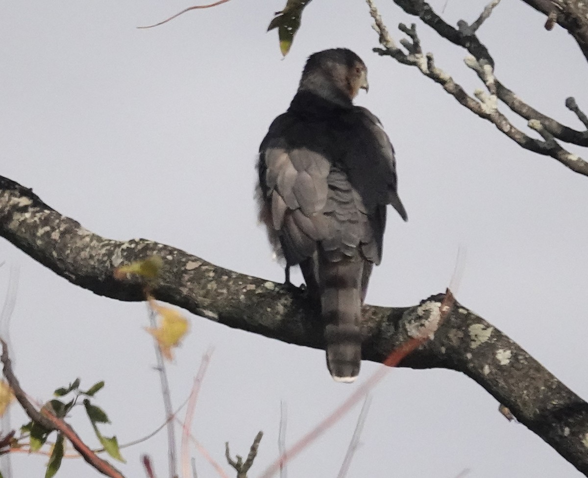 Cooper's Hawk - ML643726996