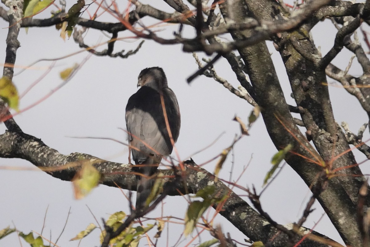 Cooper's Hawk - ML643726998