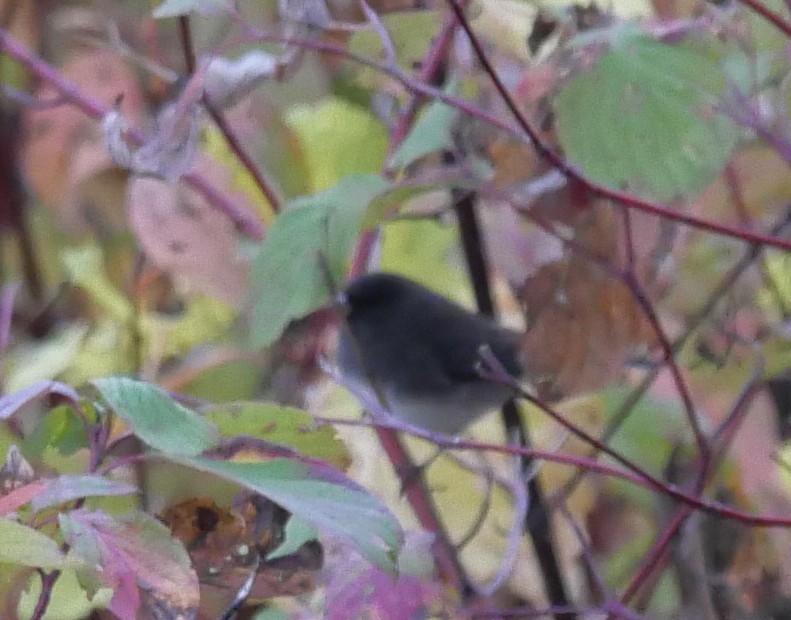 Dark-eyed Junco - ML643727024