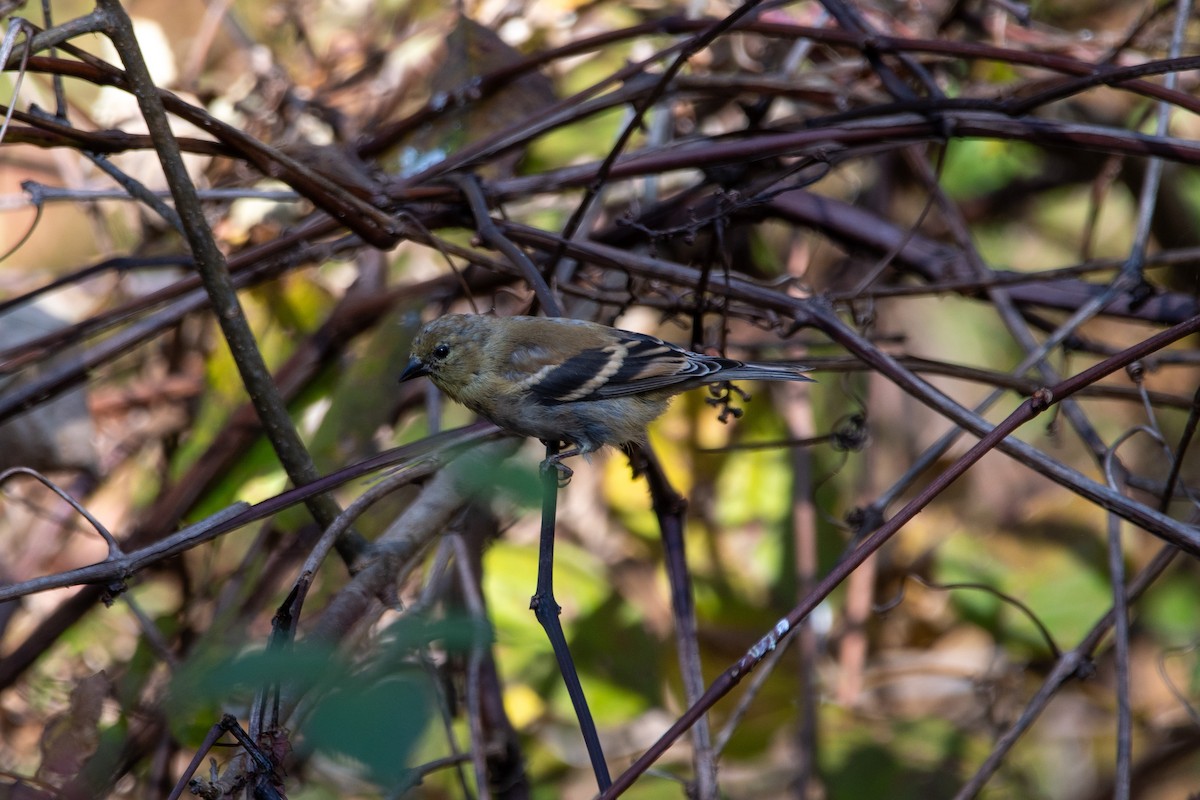 American Goldfinch - ML643727026