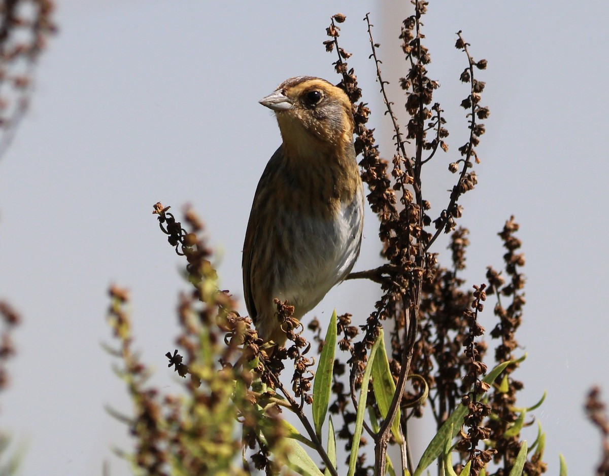 Nelson's Sparrow - ML643727033