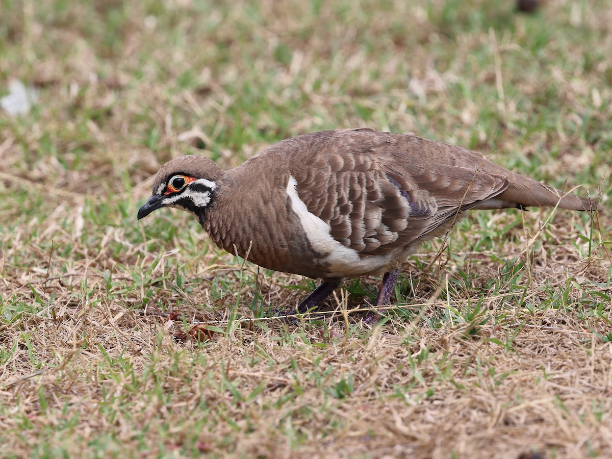 Squatter Pigeon - ML643727034
