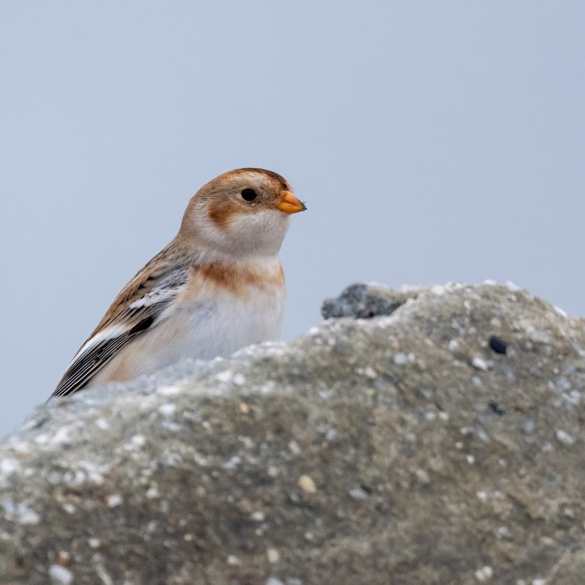 Цасч хөмрөг - ML643727038