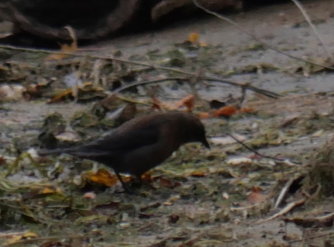 Rusty Blackbird - ML643727048