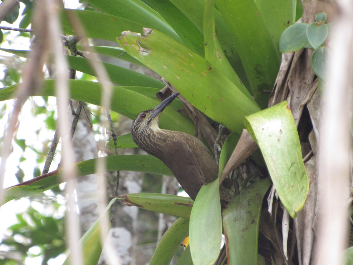 White-throated Woodcreeper - ML643727066