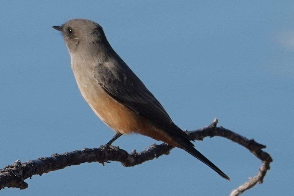 Say's Phoebe - ML643727072