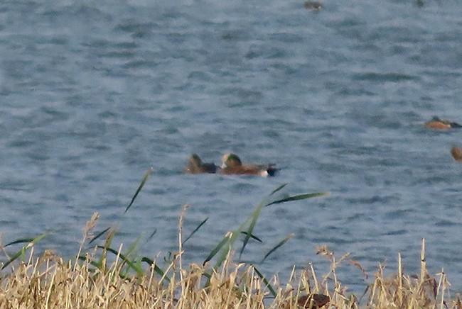 American Wigeon - ML643727076