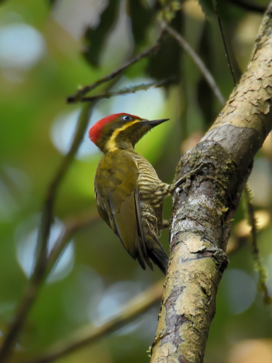 モリゲラ（capistratus） - ML643727081