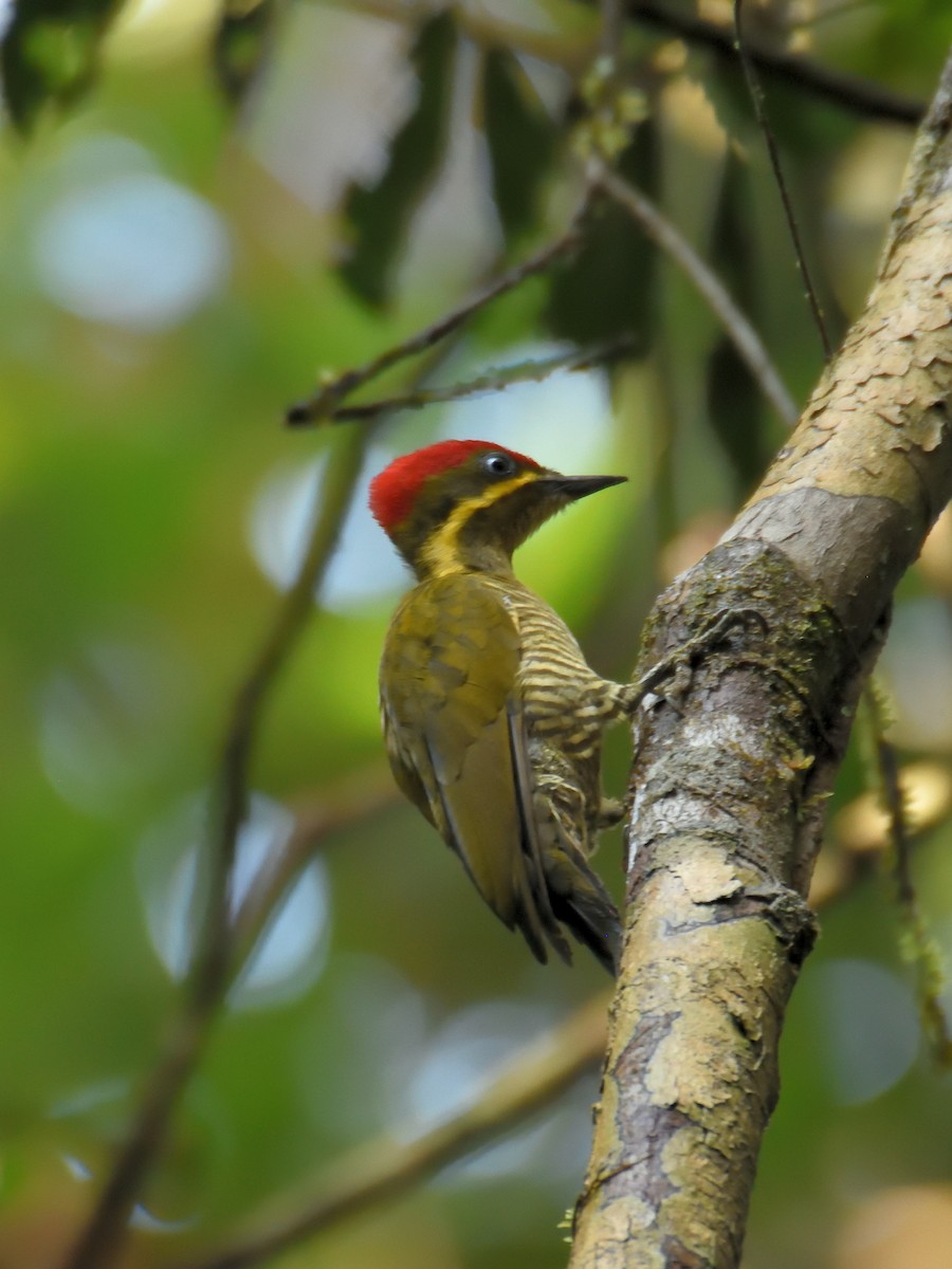 モリゲラ（capistratus） - ML643727082