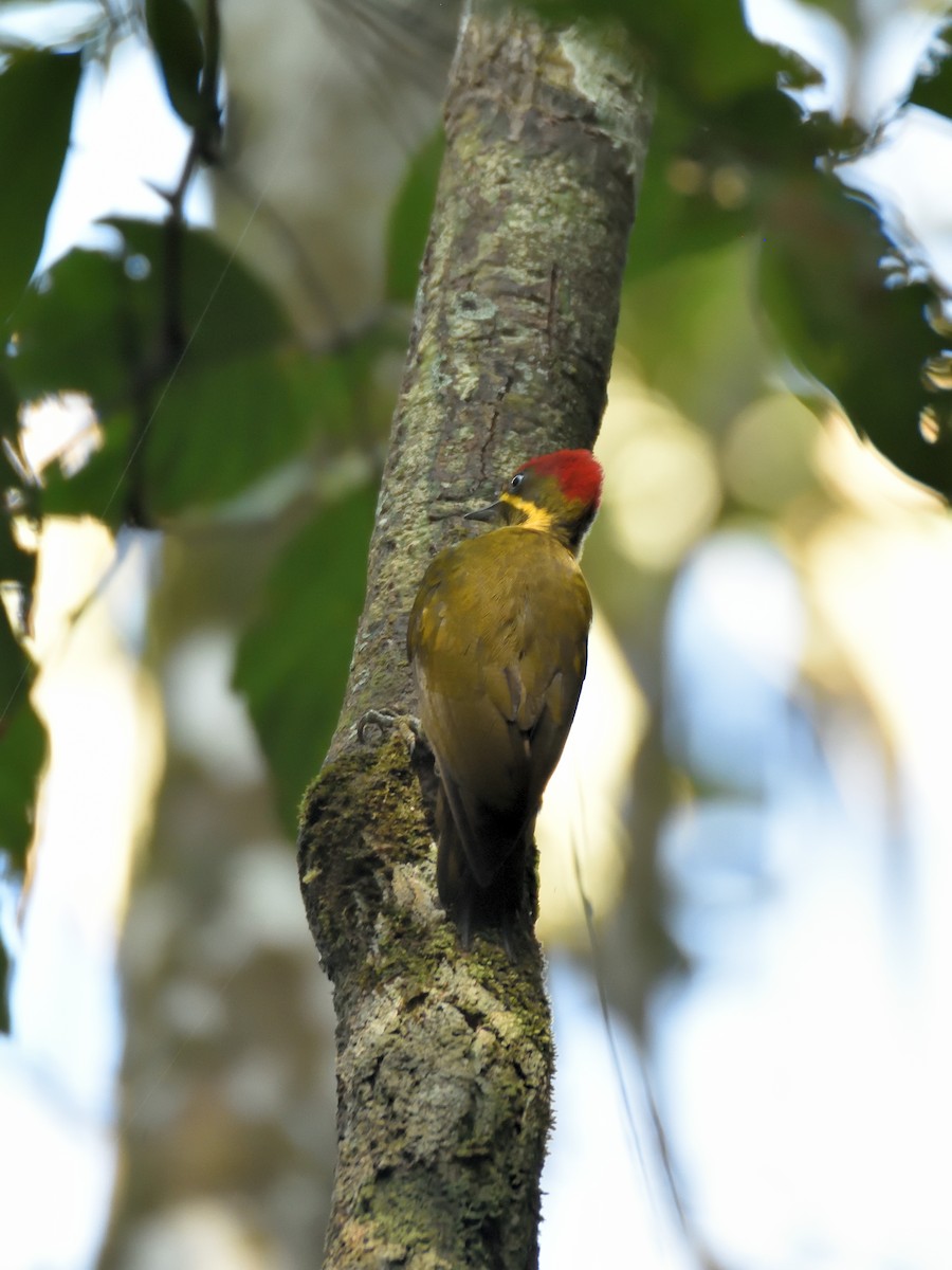 モリゲラ（capistratus） - ML643727083