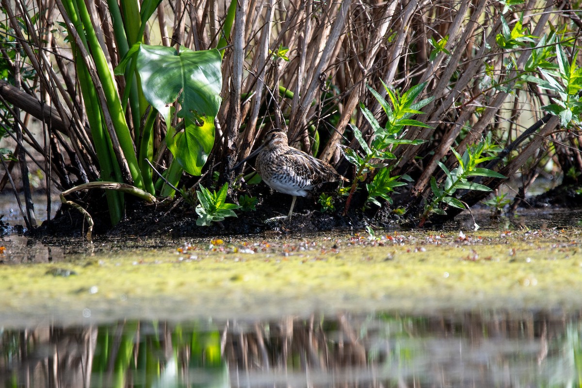 Wilson's Snipe - ML643727086