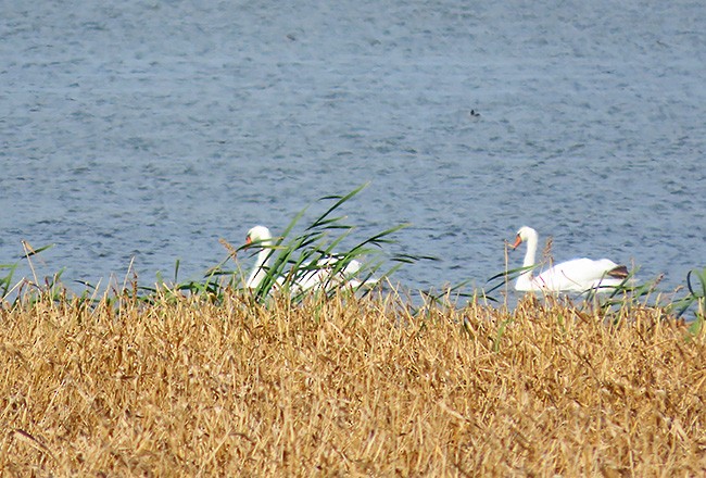 Mute Swan - ML643727100