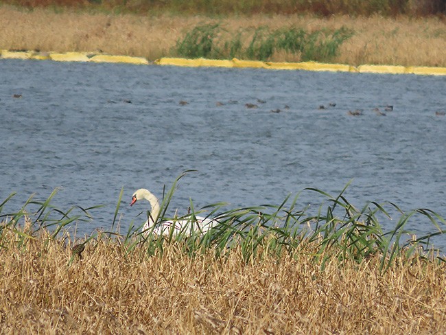 Mute Swan - ML643727116