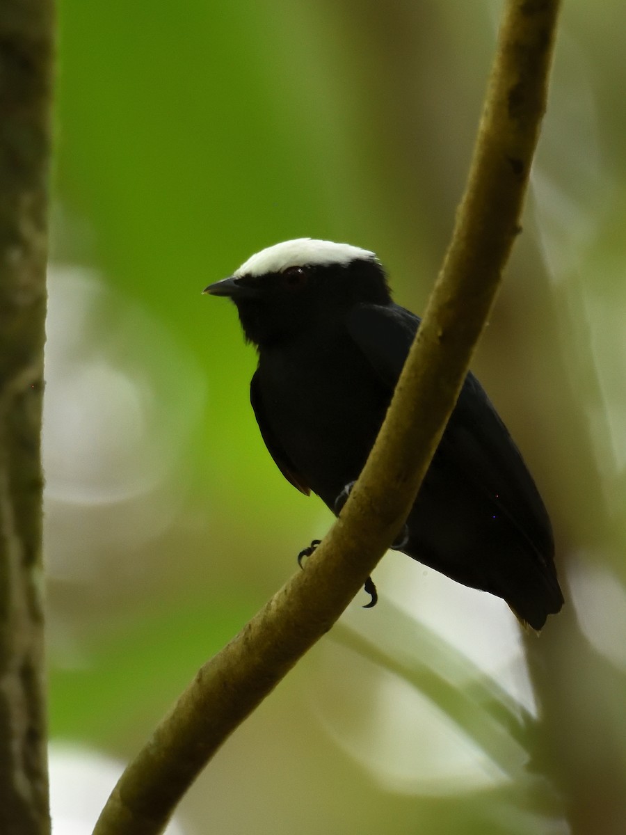 White-crowned Manakin (Amazonian) - ML643727131