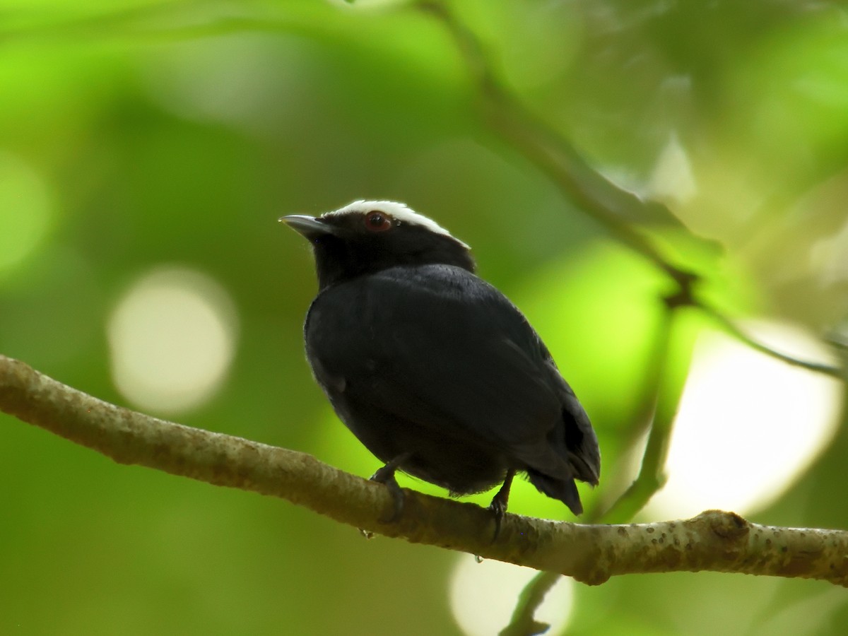 White-crowned Manakin (Amazonian) - ML643727132