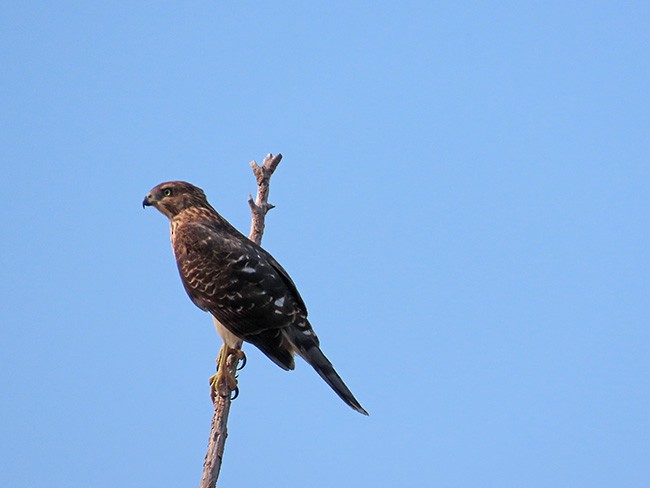 Cooper's Hawk - ML643727133