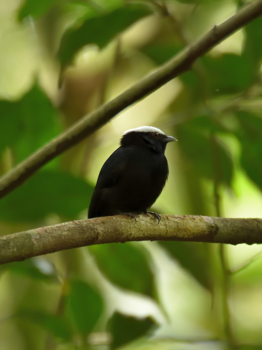 White-crowned Manakin (Amazonian) - ML643727134