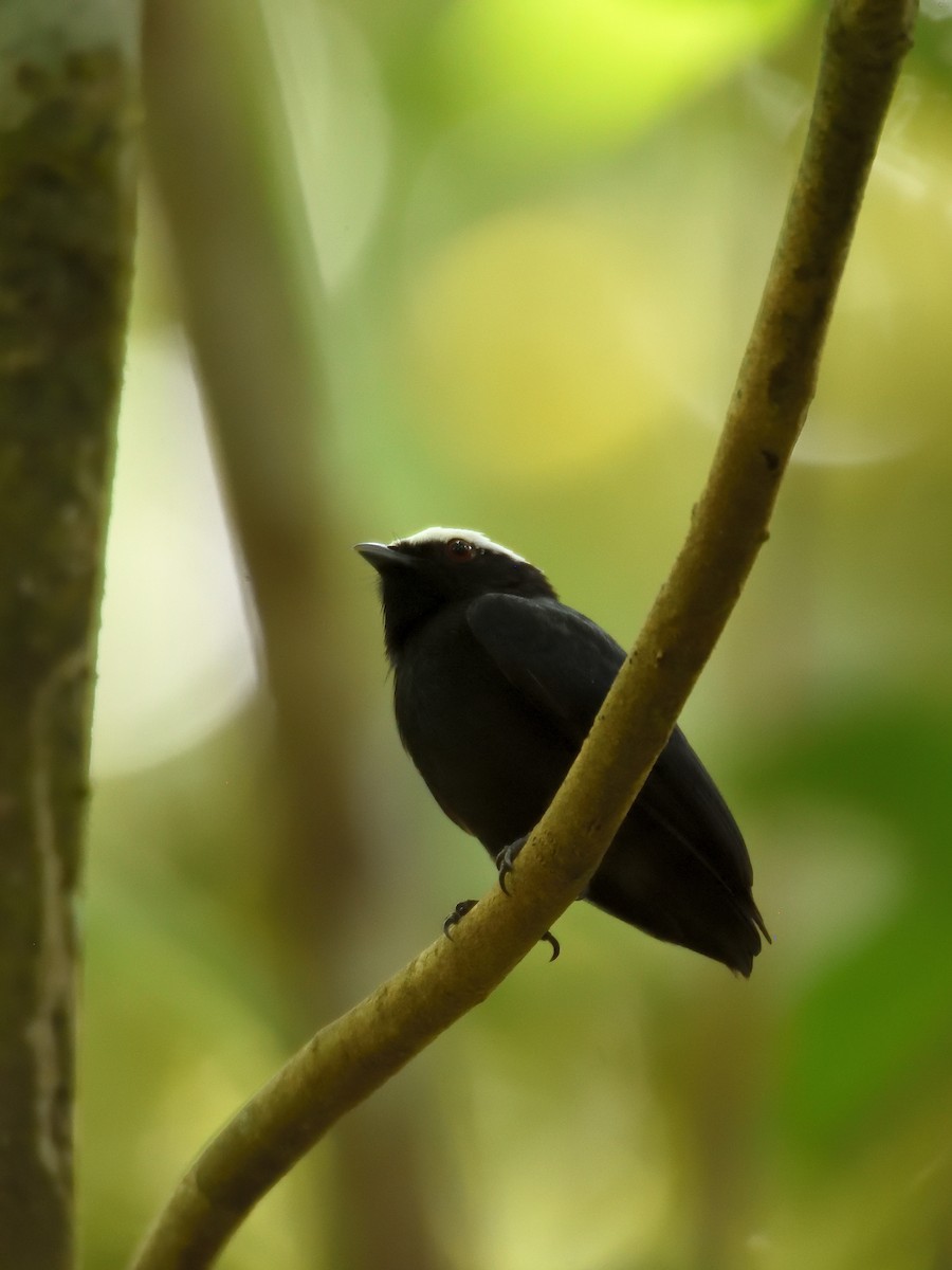 White-crowned Manakin (Amazonian) - ML643727135
