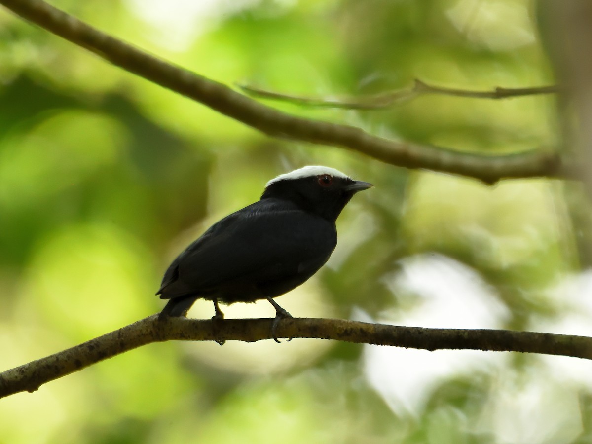 White-crowned Manakin (Amazonian) - ML643727136