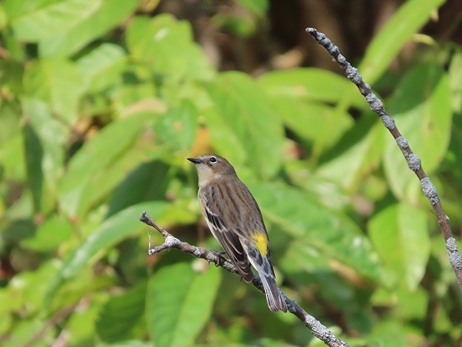 Yellow-rumped Warbler - ML643727149