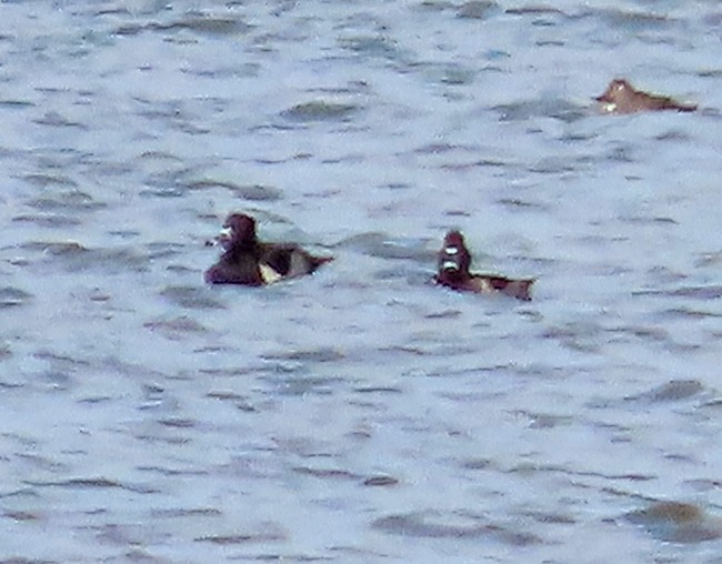 Ring-necked Duck - ML643727156