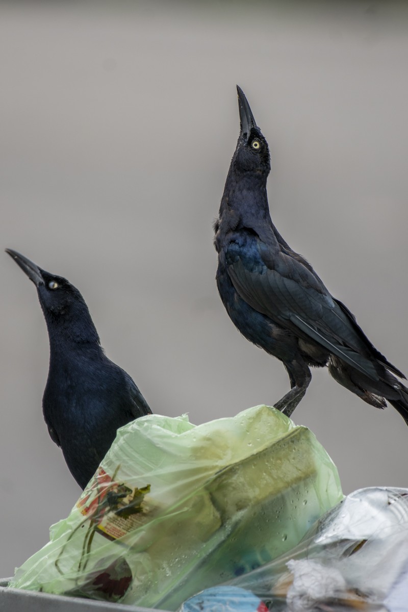 Great-tailed Grackle - ML643727161