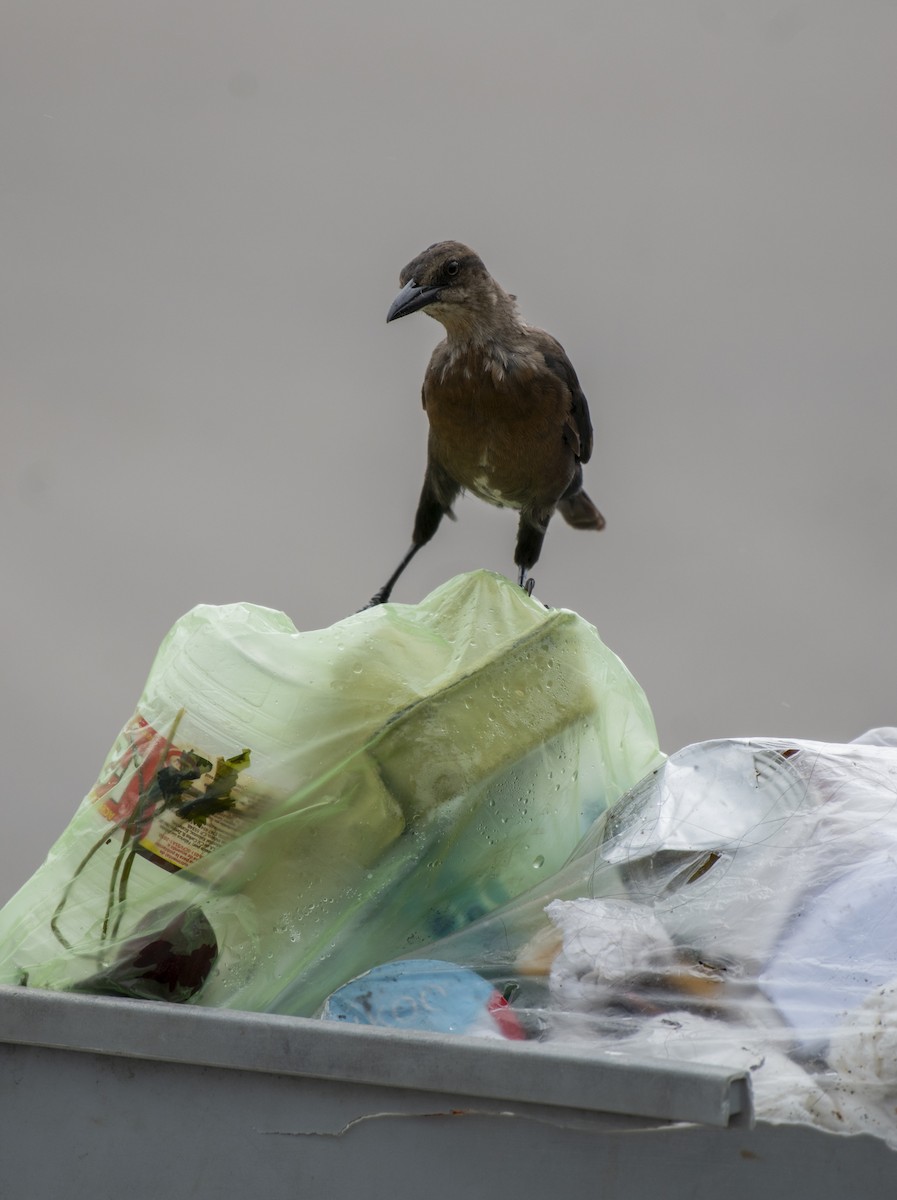 Great-tailed Grackle - ML643727182