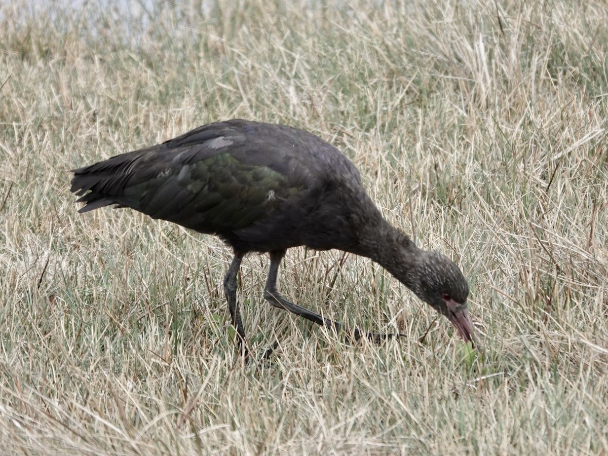 Puna Ibis - ML643727188