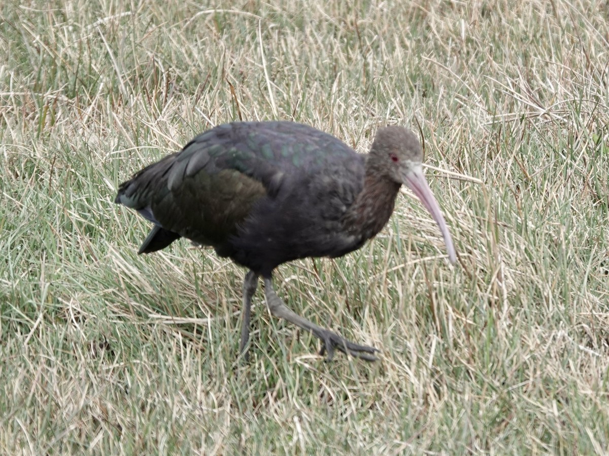 Puna Ibis - ML643727190