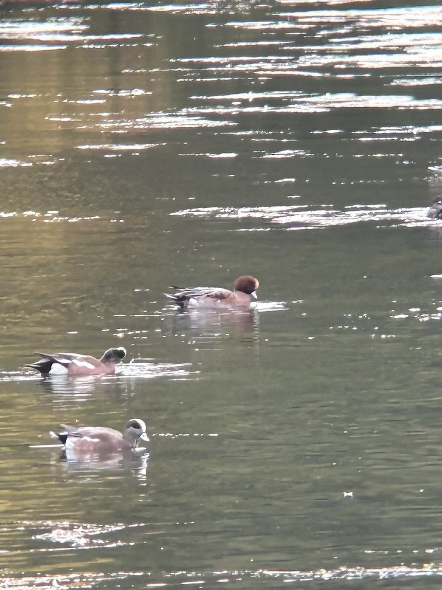 Eurasian Wigeon - ML643727200