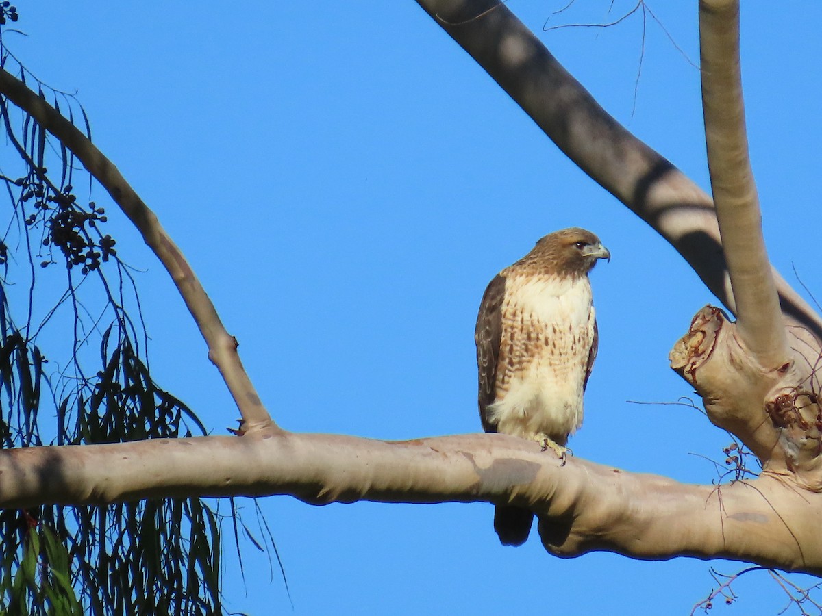 Red-tailed Hawk - ML643727203