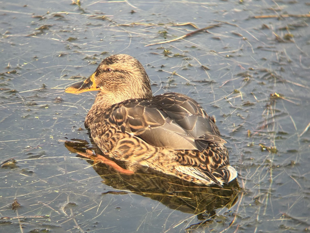 Mallard - ML643727206