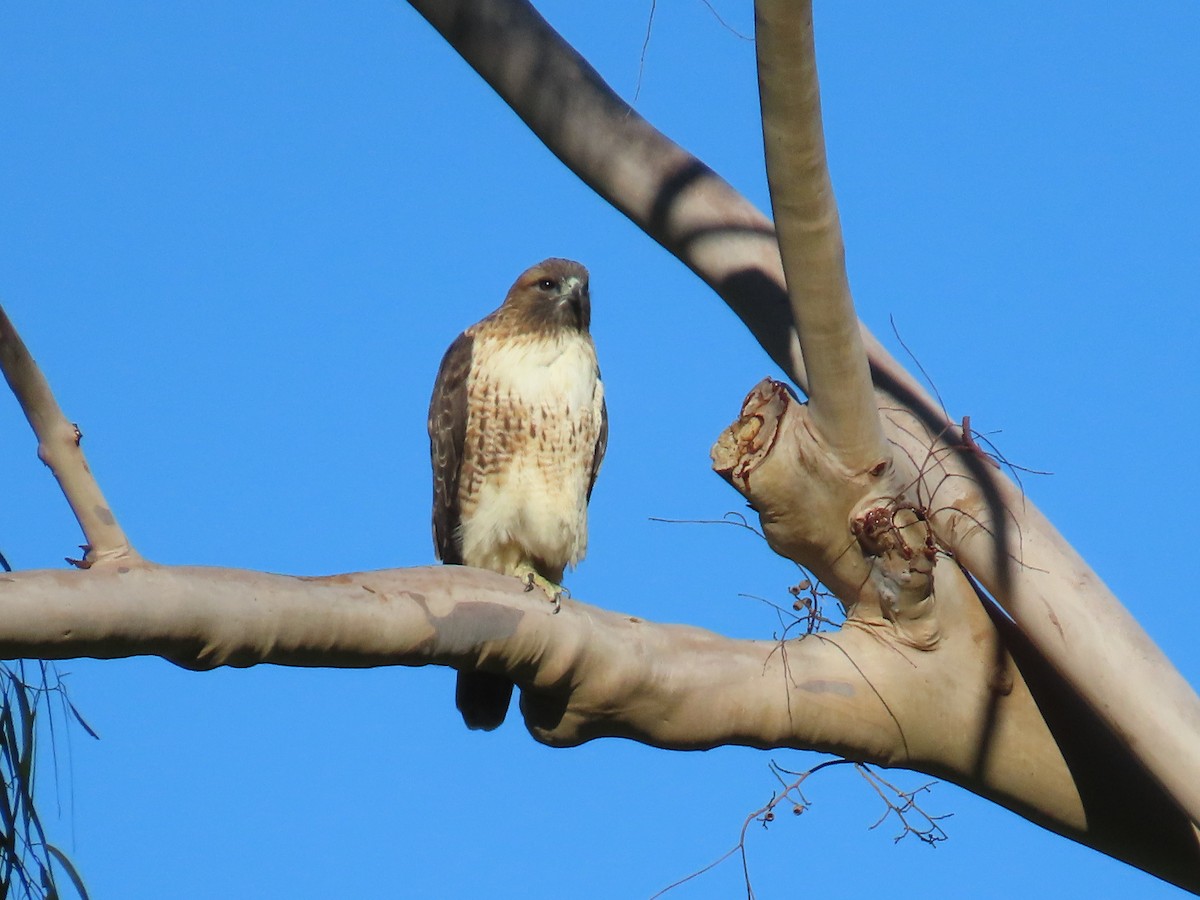 Red-tailed Hawk - ML643727208