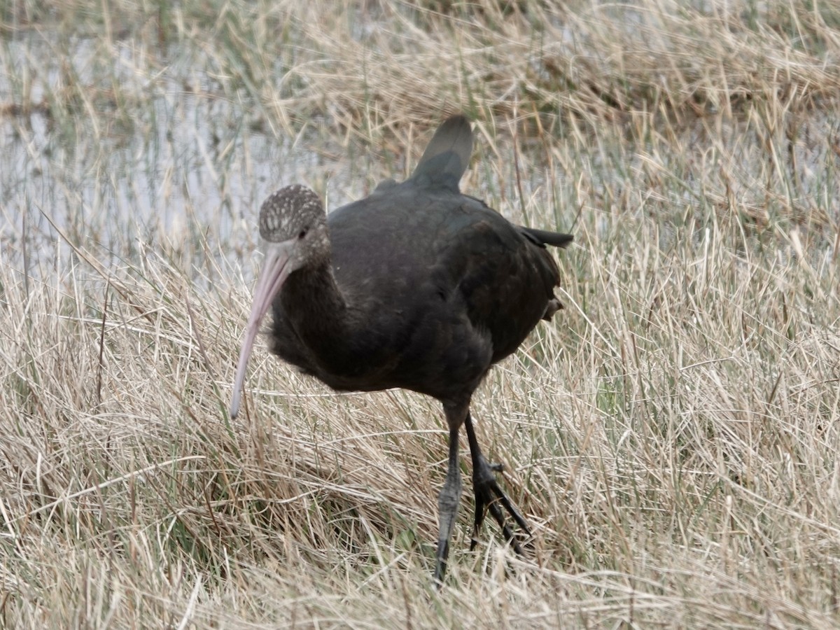 Puna Ibis - ML643727213