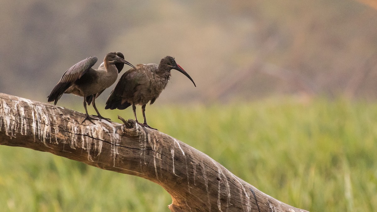 Hadada Ibis - ML643727216