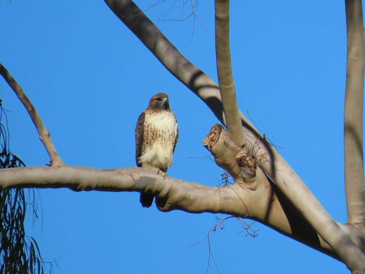 Red-tailed Hawk - ML643727217