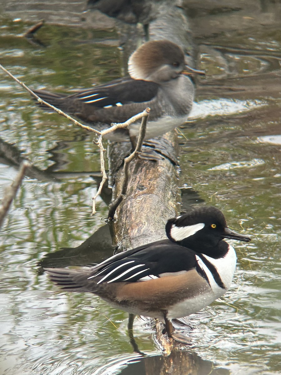Hooded Merganser - ML643727220
